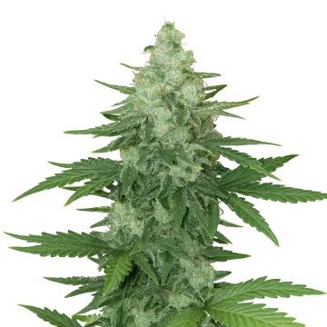 plante de cannabis Moonshine Cookies Auto