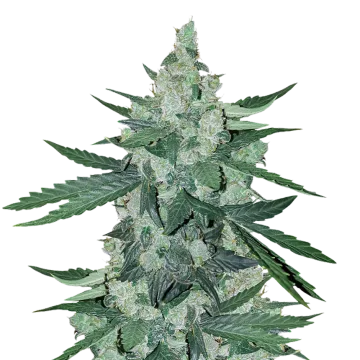 plante de cannabis Moonshine Cookies