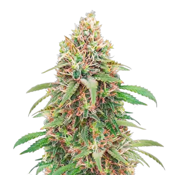 plante de cannabis Motor Breath