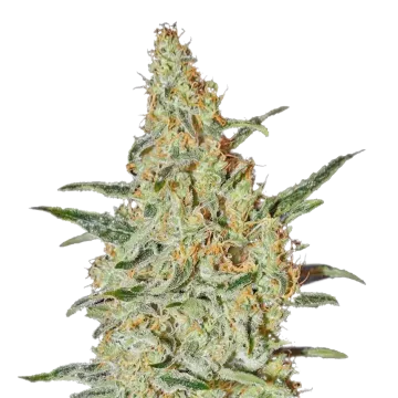 plante de cannabis Neville's Haze