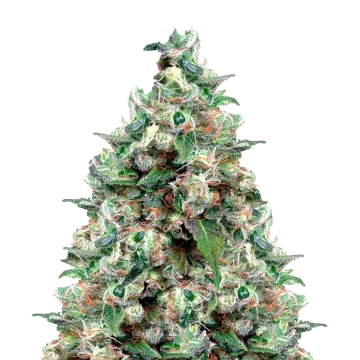 plante de cannabis NYC Diesel