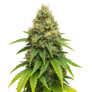 plante de cannabis Northern Lights X Big Bud Auto