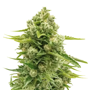 plante de cannabis Northern Lights