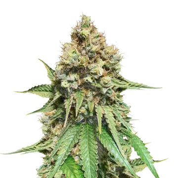 plante de cannabis Northern Lights X Big Bud
