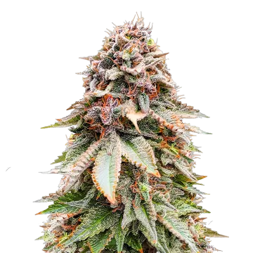 plante de cannabis Nova OG