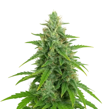 plante de cannabis OG Kush Auto