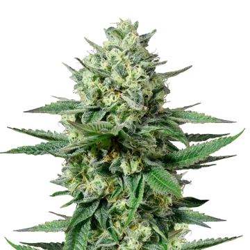 plante de cannabis OG Kush CBD