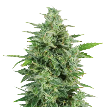 plante de cannabis OG Kush