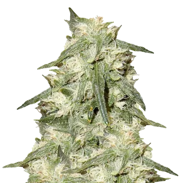 plante de cannabis Oreoz