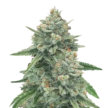 plante de cannabis Original Glue