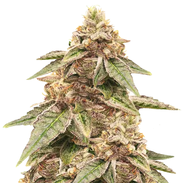 plante de cannabis Outback OG