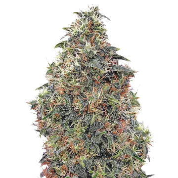 plante de cannabis Panama Red