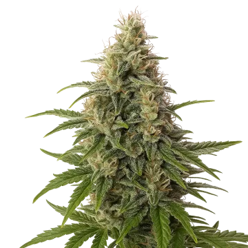 plante de cannabis Peanut Butter Breath Auto