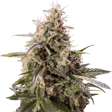 plante de cannabis Peanut Butter Breath