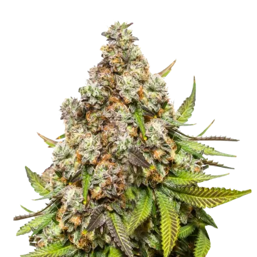 plante de cannabis Pennywise