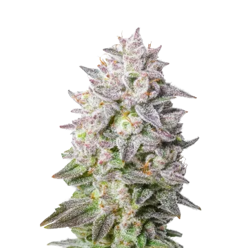 plante de cannabis Permanent Marker Auto