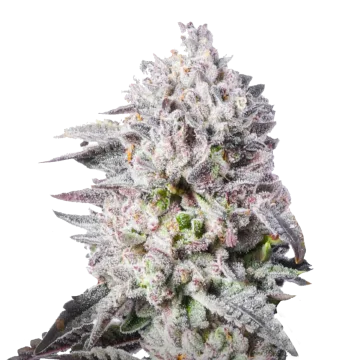 plante de cannabis Permanent Marker