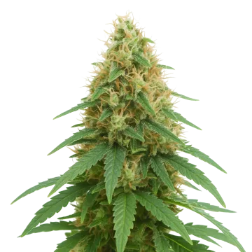 plante de cannabis Pineapple Express Auto