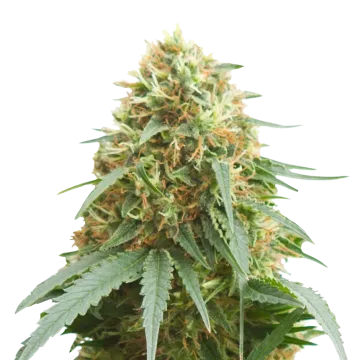 plante de cannabis Pineapple Express
