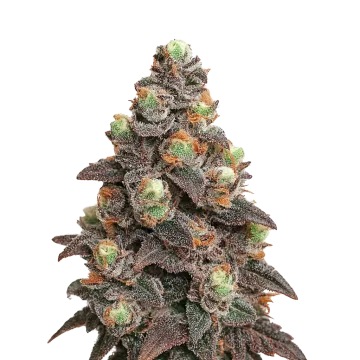plante de cannabis Pink Rozay Auto