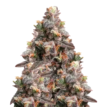 plante de cannabis Pink Rozay