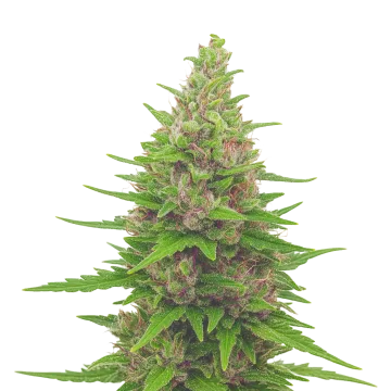 plante de cannabis Pink Runtz Auto