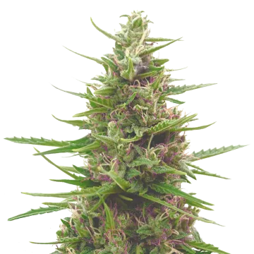 plante de cannabis Pink Runtz