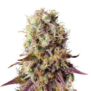 plante de cannabis Pinkman Goo
