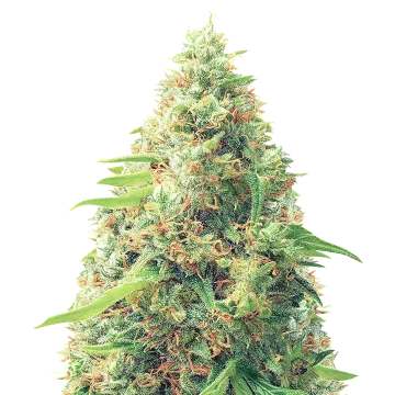 plante de cannabis Pixie Dust