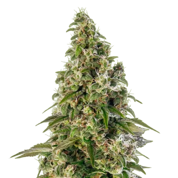 plante de cannabis Platinum Cookies