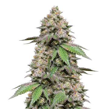 plante de cannabis Plushberry Auto