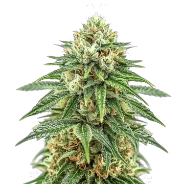 plante de cannabis Puff Pastry
