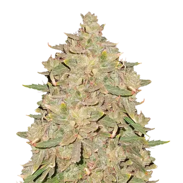plante de cannabis Pure Indica