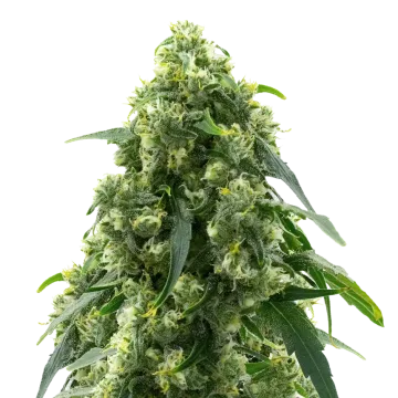 plante de cannabis Pure Power Plant