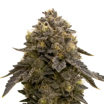 plante de cannabis Purple Gelato Auto