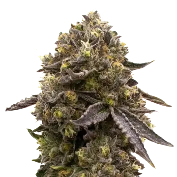 plante de cannabis Purple Gelato