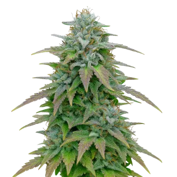 plante de cannabis Purple Haze Auto
