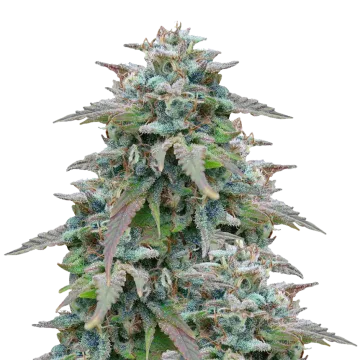 plante de cannabis Purple Haze