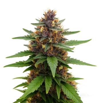 plante de cannabis Purple Kush Auto