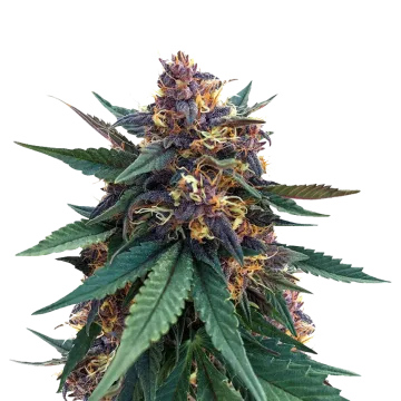 plante de cannabis Purple Kush