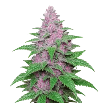 plante de cannabis Purple Lemonade Auto
