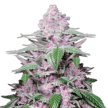 plante de cannabis Purple Lemonade