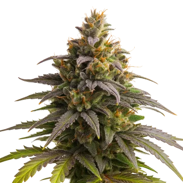 plante de cannabis Purple Punch Auto
