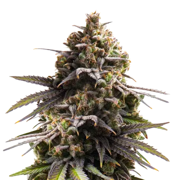 plante de cannabis Purple Punch