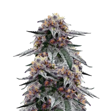 plante de cannabis Purple Urkle