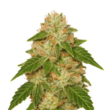 plante de cannabis Rainbow Auto