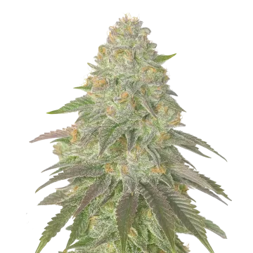 plante de cannabis Rainbow Belts