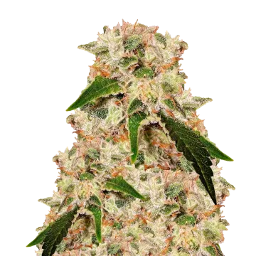 plante de cannabis Rainbow
