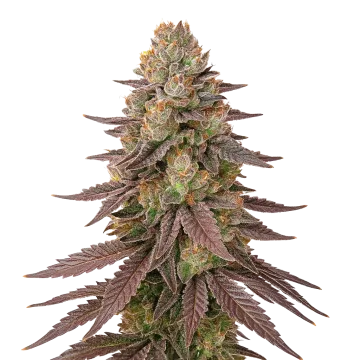 plante de cannabis Red Devil Auto