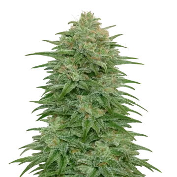 plante de cannabis Romulan